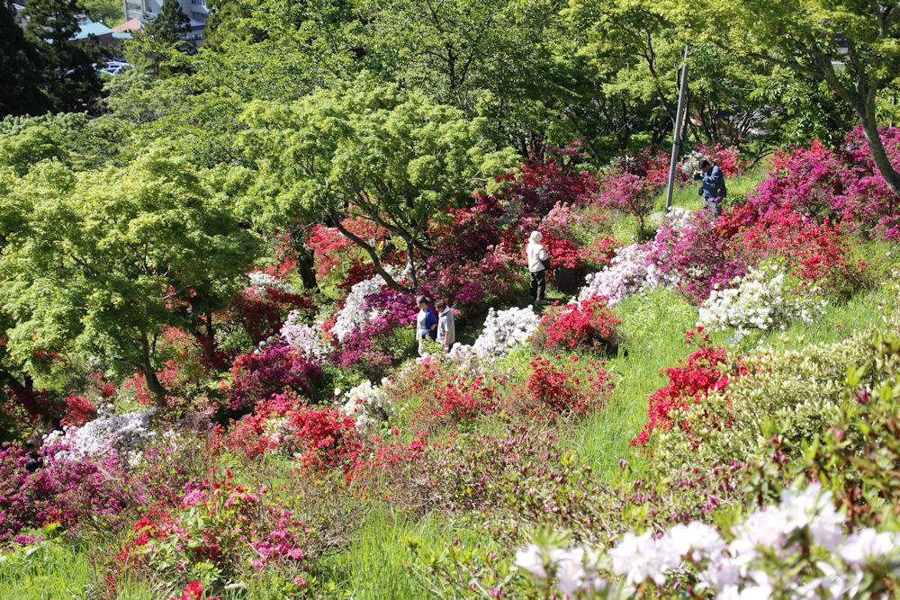 茶臼山公園 大鰐温泉つつじまつり 青森県 大鰐町 旅 Locolle ローコレ