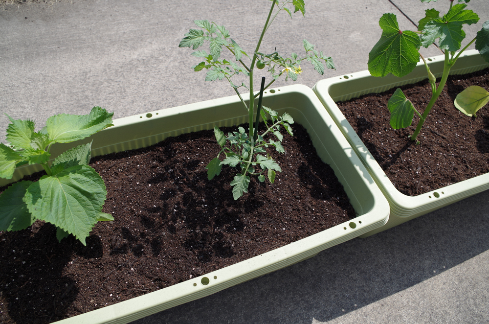 Locolle Garden プランターに野菜の苗を植えました 青森県 弘前市 Life Locolle ローコレ